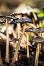 Mica cap wild mushroom. Coprinus micaceus.