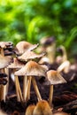 Mica cap wild mushroom. Coprinus micaceus.