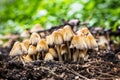 Mica cap wild mushroom. Coprinus micaceus.