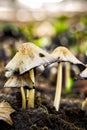 Mica cap wild mushroom. Coprinus micaceus.