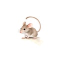 Mice in cartoon style. Cute Little Cartoon Mice isolated on white background. Watercolor drawing, hand-drawn Mice in watercolor. Royalty Free Stock Photo