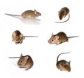 Mice collection