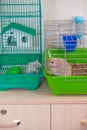 Mice communicate through cells. Rats sit in different cages