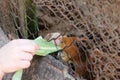 child feeding rabbit