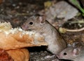 Mice feeding on discarded cake in urban garden.