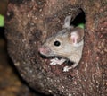 Mice feeding on discarded cake in an urban house garden.