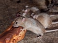 Mice feeding on discarded cake in an urban house garden.
