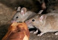 Mice feeding on discarded cake in an urban house garden.