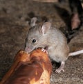 Mice feeding on discarded cake in an urban house garden.