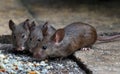 Mice feeding in house garden. Royalty Free Stock Photo