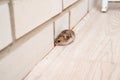 Mice or hamsters run all over floor in house. Royalty Free Stock Photo