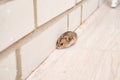 Mice or hamsters run all over floor in house. Royalty Free Stock Photo