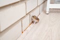 Mice or hamsters run all over floor in house. Royalty Free Stock Photo