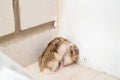 Mice or hamsters run all over floor in house. Royalty Free Stock Photo