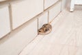 Mice or hamsters run all over floor in house. Royalty Free Stock Photo