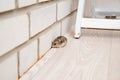 Mice or hamsters run all over floor in house.