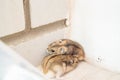 Mice or hamsters run all over floor in house. Royalty Free Stock Photo