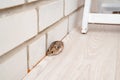 Mice or hamsters run all over floor in house. Royalty Free Stock Photo