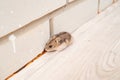 Mice or hamsters run all over floor in house.