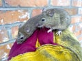 Mice in hand. Ordinary house mice. Royalty Free Stock Photo