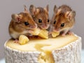 Mices are munching on a block piece of cheese Royalty Free Stock Photo