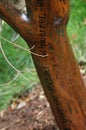 Michael Schwerner: Freedom Summer Memorial Tree Miami University, formerly Western College for Women