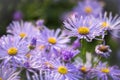 Michaelmas Daisies