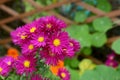 Michaelmas daisies with deep pink petals Royalty Free Stock Photo