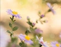 Michaelmas daisies , known as New York asters, in autumn on shine bokeh background.