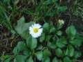 Michaelmas daisy