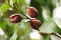 Michelia figo with closed flower buds. Royalty Free Stock Photo