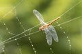 A Dragonfly Caught in a Spiderweb Royalty Free Stock Photo