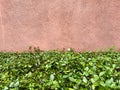 Green Leafy Ground Cover Royalty Free Stock Photo