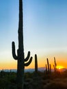 Saguaros Silhouetted Against the Setting Sun