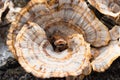 Spiraled Orange Mushroom Close Up