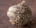 Close Up View of an Acorn