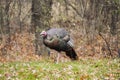 Female Wild Turkey in North America Royalty Free Stock Photo