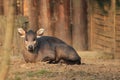 Michie's tufted deer