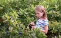 Young girl picks blueberries at a farm Royalty Free Stock Photo