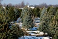 Michigan Christmas tree farm Royalty Free Stock Photo