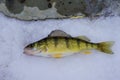 Michigan Freshwater Yellow Perch