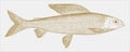 Michigan grayling, an extinct freshwater fish from north america in side view Royalty Free Stock Photo