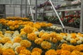 Michigan greenhouse Marigolds for seasonal summer planting. Fla Royalty Free Stock Photo