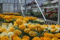 Michigan greenhouse Marigolds for seasonal summer planting. Flats and racks of fresh spring flowers with copyspace. Royalty Free Stock Photo