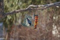 White Breasted Nuthatch at the Feeder Royalty Free Stock Photo