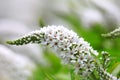 Michigan wild flowers