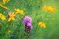 Michigan wild flowers