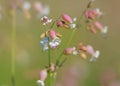 Michigan wild flowers