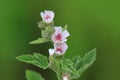 Michigan wild flowers