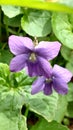 Michigan wild violets